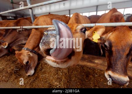 Portrait sourire la vache en jersey montre la langue coucher de soleil lumière. Concept images amusantes des animaux. Banque D'Images