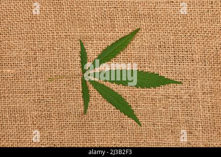 Cannabis marijuana feuille sur fond de tissu de sackCloth. Photo haute résolution. Profondeur de champ complète. Banque D'Images