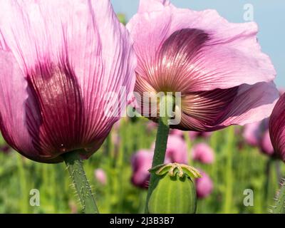 gros plan de deux fleurs de pavot rose, en arrière-plan se trouve un champ de pavot rose Banque D'Images