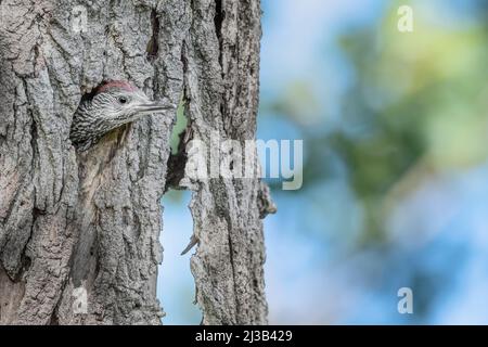 Un jeune pic vert à pois attend sa mère pour se nourrir (Picus virdis) Banque D'Images