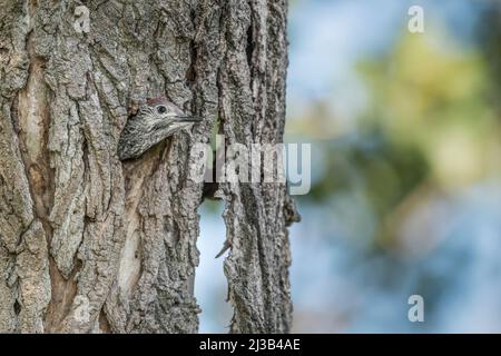 Un jeune pic vert à pois attend sa mère pour se nourrir (Picus virdis) Banque D'Images