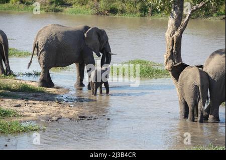 Une mère et un bébé éléphant, faisant partie d'un grand troupeau dans le parc national Kruger, au sud. Prendre un verre et traverser la rivière. Banque D'Images