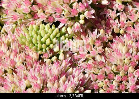 Beaucoup de fleurs roses délicates de Sedum ou de stonecrop fleurs et feuilles vertes. Photo d'arrière-plan. Photo haute résolution. Profondeur de champ complète. Banque D'Images