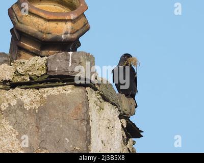 Cette paire de Jackdaws commençait à construire des nids en mars dans un site traditionnel dans une maison abandonnée sur Islay. Banque D'Images