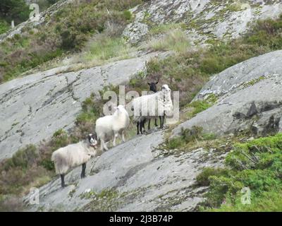 Une photo d'un groupe de moutons entourés de vert et de pierreux en Norvège Banque D'Images