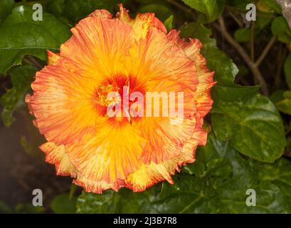 Fleur double orange vive spectaculaire avec bords roffés de pétales de Hibiscus rosa-sinensis cultivar sur fond de feuilles vert foncé Banque D'Images