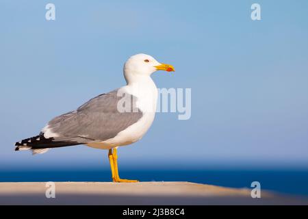 Guette à pattes jaunes (larus michaellis) avec la mer Méditerranée en arrière-plan Banque D'Images