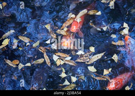 Carpe orange dans un étang; feuilles d'automne à la surface; Tokyo, Japon Banque D'Images