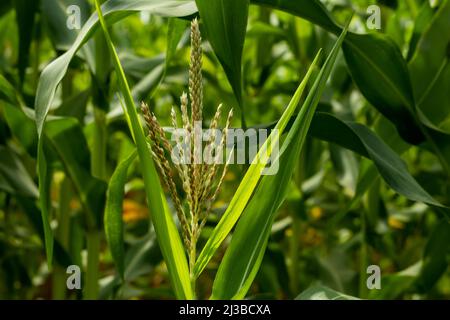 Le maïs ou Zea mays est une plante monoïque. Les étamines de la fleur produisent un pollen léger et moelleux qui est porté sur le vent au sil de la fleur femelle Banque D'Images