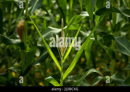 Le maïs ou Zea mays ou le maïs est une plante monoïque avec des fleurs imparfaites qui est, séparer les fleurs mâles et femelles sur la même plante. Banque D'Images