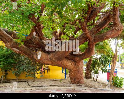 Arbre inhabituel avec de très grandes branches d'arbre près du trottoir Banque D'Images