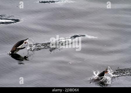 Penguins Gentoo en Antarctique - Péninsule Antarctique - Ile Deception - Archipel des îles Shetland Sud - réchauffement de la planète Banque D'Images