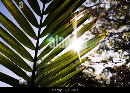 Gros plan de Majesty Palm frond (Ravenea rivularis) en plein air dans la cour ensoleillée avec une lumière de soleil à faible profondeur de champ Banque D'Images