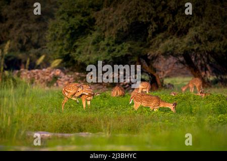 troupeau ou famille de cerfs ou de cerfs à pois ou de cerfs d'axe sur fond vert naturel sauvage pittoresque en saison de mousson safari en plein air de la faune à panna national Banque D'Images