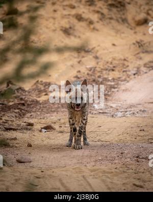 Tête d'hyène rayée sur le portrait avec contact visuel sur la piste de safari bloquant la route pendant le safari de jungle en plein air dans la forêt de gujrat inde asie - hyena Banque D'Images