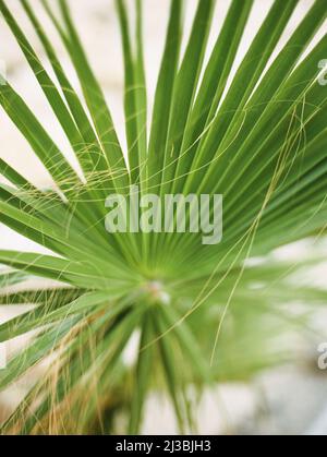 Feuilles de noix de coco ou frondes de noix de coco, feuilles de palmier vert, feuillage tropical sur fond blanc gros plan. Banque D'Images