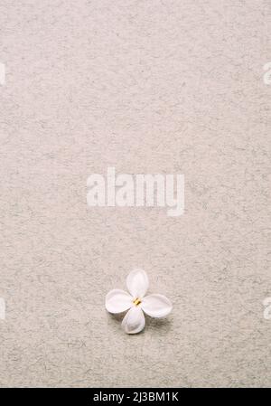 Texture du papier avec fleur blanche. Une petite fleur naturelle sur l'arrière-plan texturé en papier, vue du dessus Banque D'Images