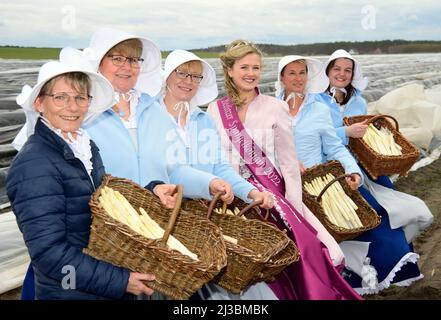 Beelitz, Allemagne. 07th avril 2022. La nouvelle reine des asperges Joelina (M) se dresse parmi les femmes des asperges Beelitz avec des asperges fraîchement récoltées à la traditionnelle asperge sur un champ d'asperges de la ferme de l'agriculteur Josef Jakobs. Au début de la saison des asperges, la première chose à récolter est le légume, qui a été cultivé sous le papier aluminium. L'enfant de 17 ans a été couronné reine par le club d'asperges Beelitz. Crédit : Soeren Stache/dpa/Alay Live News Banque D'Images