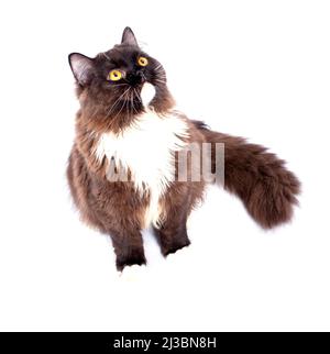 Chat écossais brun à poil long des Highlands assis sur un fond blanc, image isolée, beaux chats domestiques, chats dans la maison, animaux de compagnie Banque D'Images