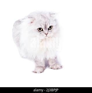 Portrait d'image mignon peluche Scottish chat argent blanc-chinchilla couché sur un fond blanc, image isolée, beaux chats domestiques, chats dans la houe Banque D'Images
