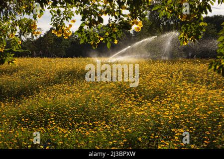 Arroseurs arrosoir champ de floraison Banque D'Images