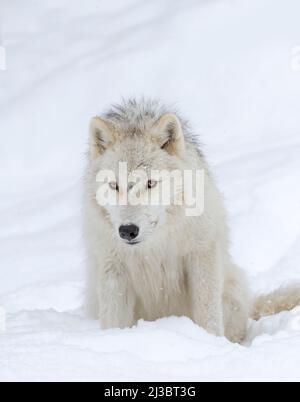 Le loup arctique est isolé sur fond blanc, assis dans la neige d'hiver au Canada Banque D'Images