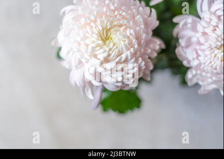 Fleurs chrysanthème rose Banque D'Images