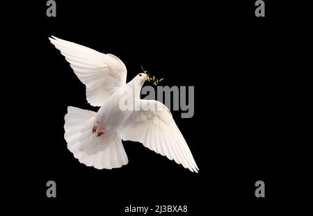 colombe blanche avec une branche dans son bec vole sur noir Banque D'Images