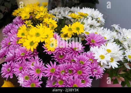 Magnifiques chrysanthèmes multicolores de fleurs jaunes, pourpres, blanches dans une boutique de fleurs à vendre Banque D'Images