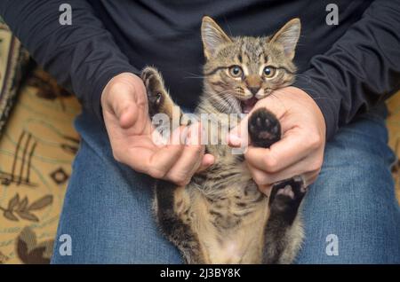 pet concept - joueur tabby chaton se trouve sur les genoux d'un homme sans visage aucun visage. Banque D'Images