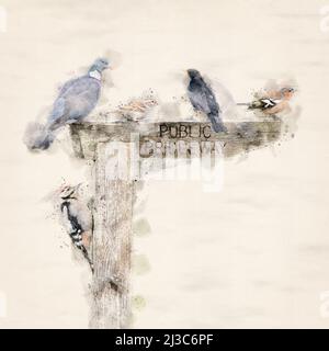 Une photographie d'art d'une collection d'oiseaux britanniques sur un panneau en bois, avec effet aquarelle Banque D'Images