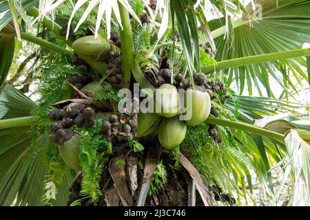 coco de mer, (Lodoicea maldivica), également appelé double noix de coco, palmier indigène des îles Seychelles Banque D'Images