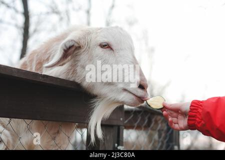 Nourrir des chèvres à la ferme. Concept d'agritourisme. Animaux de compagnie dans le zoo Banque D'Images