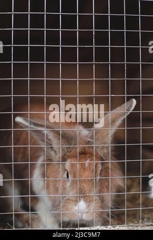 Lapins de ferme domestiques en cage dans les fermes d'animaux. Animaux d'élevage alimentation animaux en cage. Gros plan d'un lapin à l'intérieur d'une huche. Reproduction de lapins domestiques. Banque D'Images