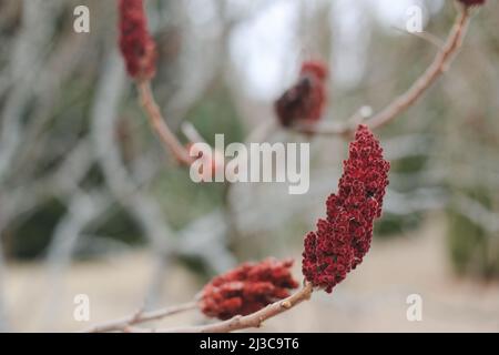 Gros plan d'une fleur de vinaigre brun-rouge. Branche sumac de staghorn avec des graines contre le ciel bleu. Rhus coriaria, sumac sicilien, sumach de Tanner, or Banque D'Images