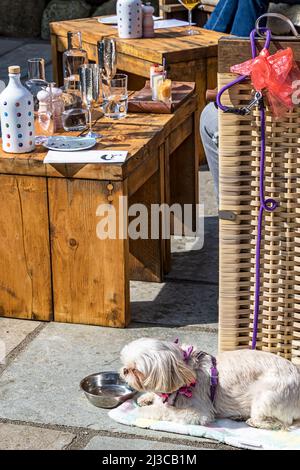 Petit-déjeuner dans un petit café confortable avec un chien pékinois devant la chaise en osier sur l'île de Sylt, en Allemagne. Banque D'Images