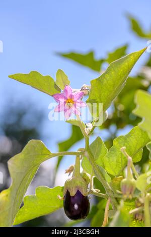 L'aubergine, l'aubergine ou le brinjal est une espèce végétale de la famille des Solanaceae. Solanum melongena est cultivé dans le monde entier pour ses fruits comestibles Banque D'Images