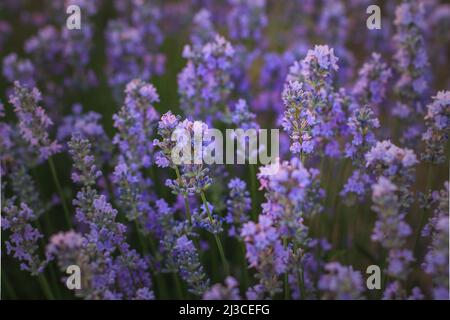 Un magnifique Bush de lavande en fleur de gros plan Banque D'Images