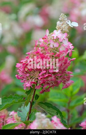 Hydrangea paniculata Vanille Fulève. Les panicules de fleurs en forme de pyramide de Paniculate hortensia [Vanille Fulève] sont blanc crème, des nuances de rose Banque D'Images