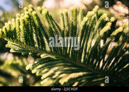 araucaria heterophylla branche ou maison pin ou norfolk île pin evergreen conifères plante décorative sur le jardin naturel en été ensoleillé jour ou Banque D'Images