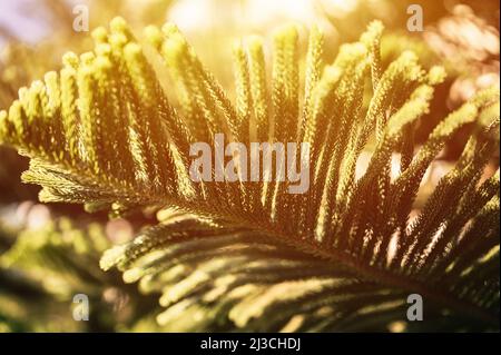 araucaria heterophylla branche ou maison pin ou île norfolk pin evergreen conifères plante décorative sur le jardin naturel en été jour ensoleillé. d Banque D'Images