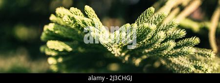 araucaria heterophylla branche ou maison pin ou norfolk île pin arbre à feuilles persistantes plante décorative sur le jardin naturel en été ensoleillé jour extérieur. sombre Banque D'Images