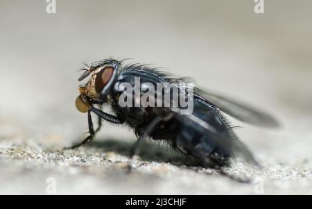 Gros plan d'une mouche de la maison prise tête sur un fond clair. Banque D'Images