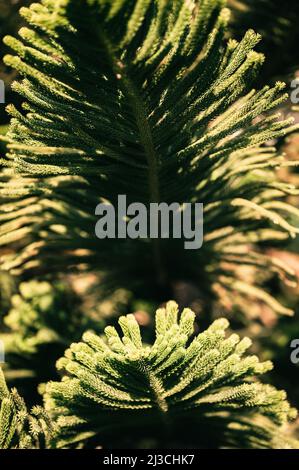 araucaria heterophylla branche ou maison pin ou norfolk île pin evergreen conifères plante décorative sur le jardin naturel en été ensoleillé jour ou Banque D'Images