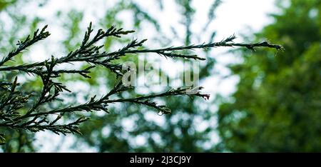 Texture, arrière-plan, motif de branches vertes de genévrier conifères avec gouttes de pluie. Toile de fond naturelle Banque D'Images