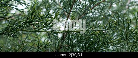 Texture, arrière-plan, motif de branches vertes de genévrier conifères avec gouttes de pluie. Toile de fond naturelle Banque D'Images