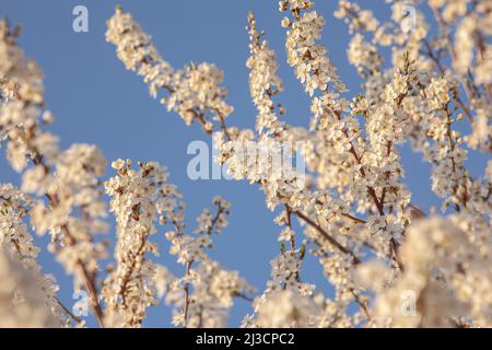 Les fleurs des pruniers sont détaillées au coucher du soleil au printemps sous un ciel bleu Banque D'Images