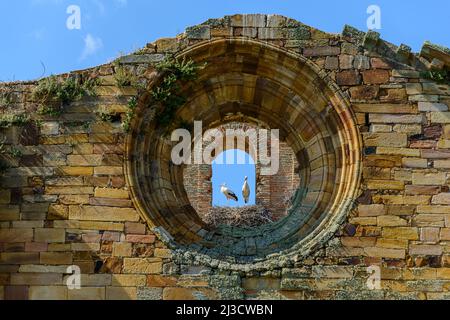 Angle bas des cigognes blanches debout dans le nid derrière la fenêtre ronde de la fenêtre ancienne de bâtiment vieux de merde contre le ciel bleu Banque D'Images