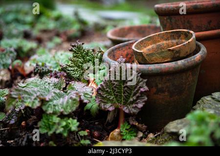 Un fond de jardin ou d'horticulture avec des pots de terre cuite et de faïence anciens et brisés empilés dans une zone de rhubarbe ou jardin potager avec copie Banque D'Images