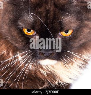 Portrait vue rapprochée d'un chat écossais brun à poil long sur fond blanc, image isolée, beaux chats domestiques, chats dans la maison, animaux de compagnie Banque D'Images